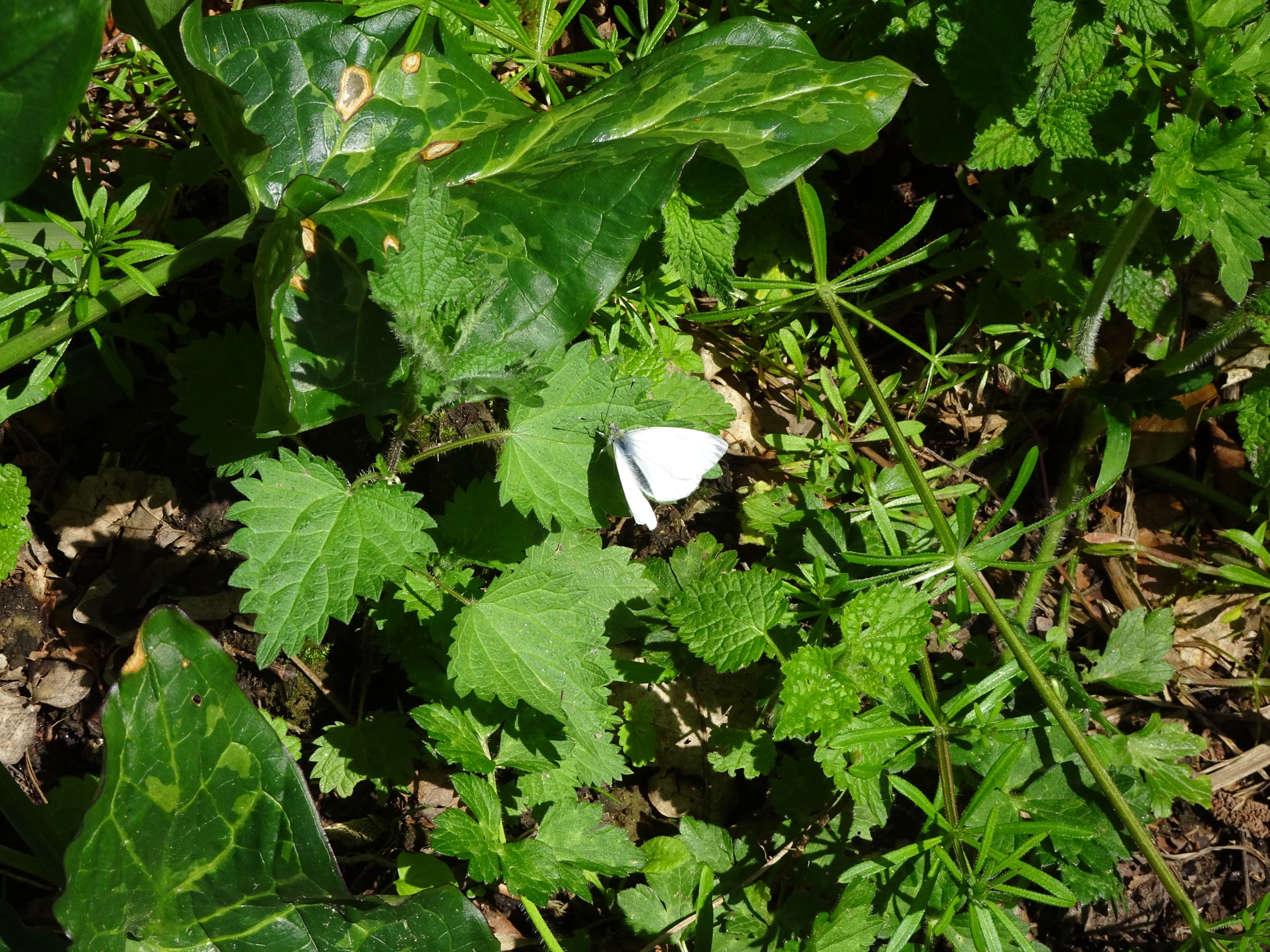 papillon