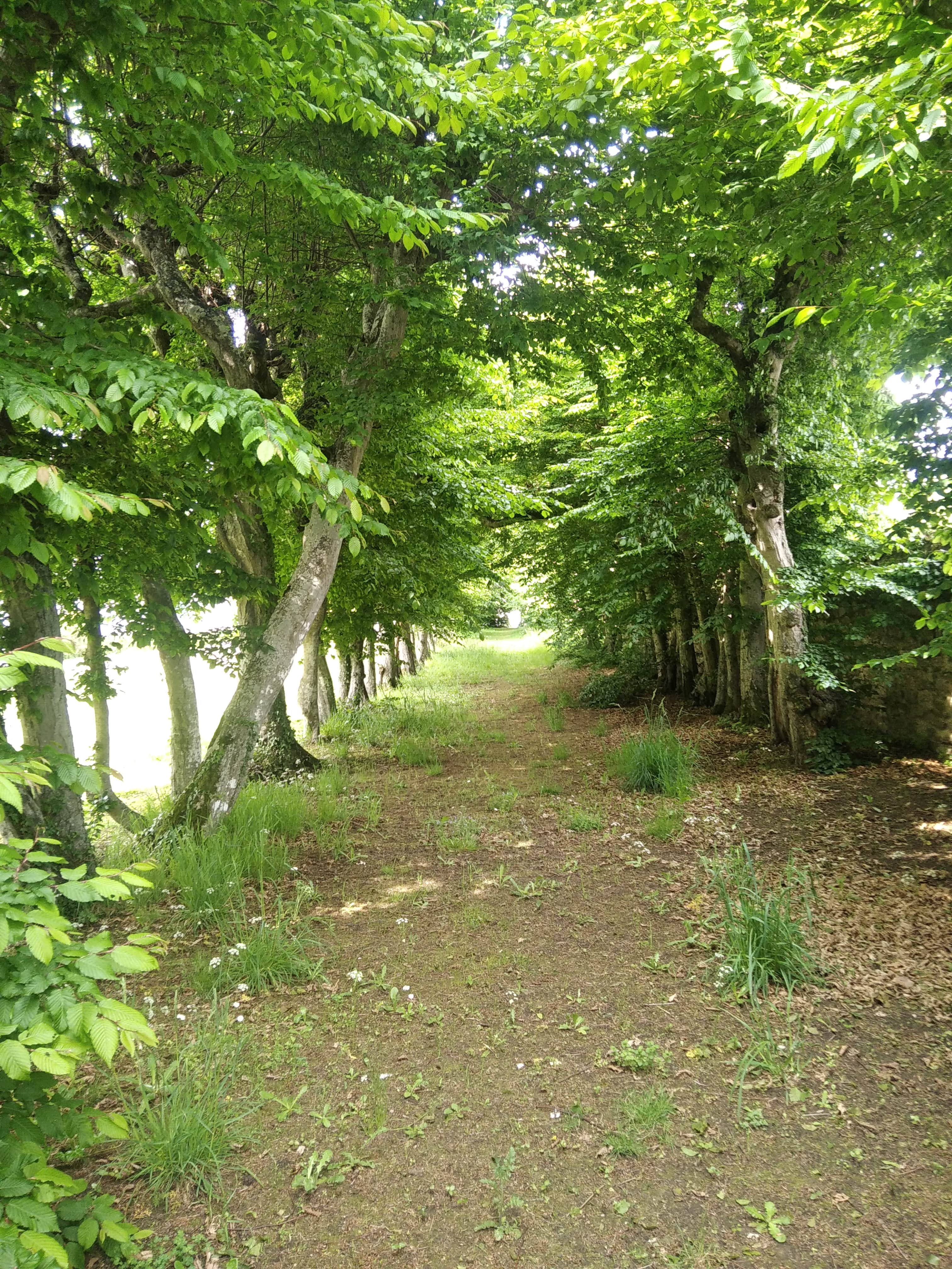 Le chemin au fond du lycée