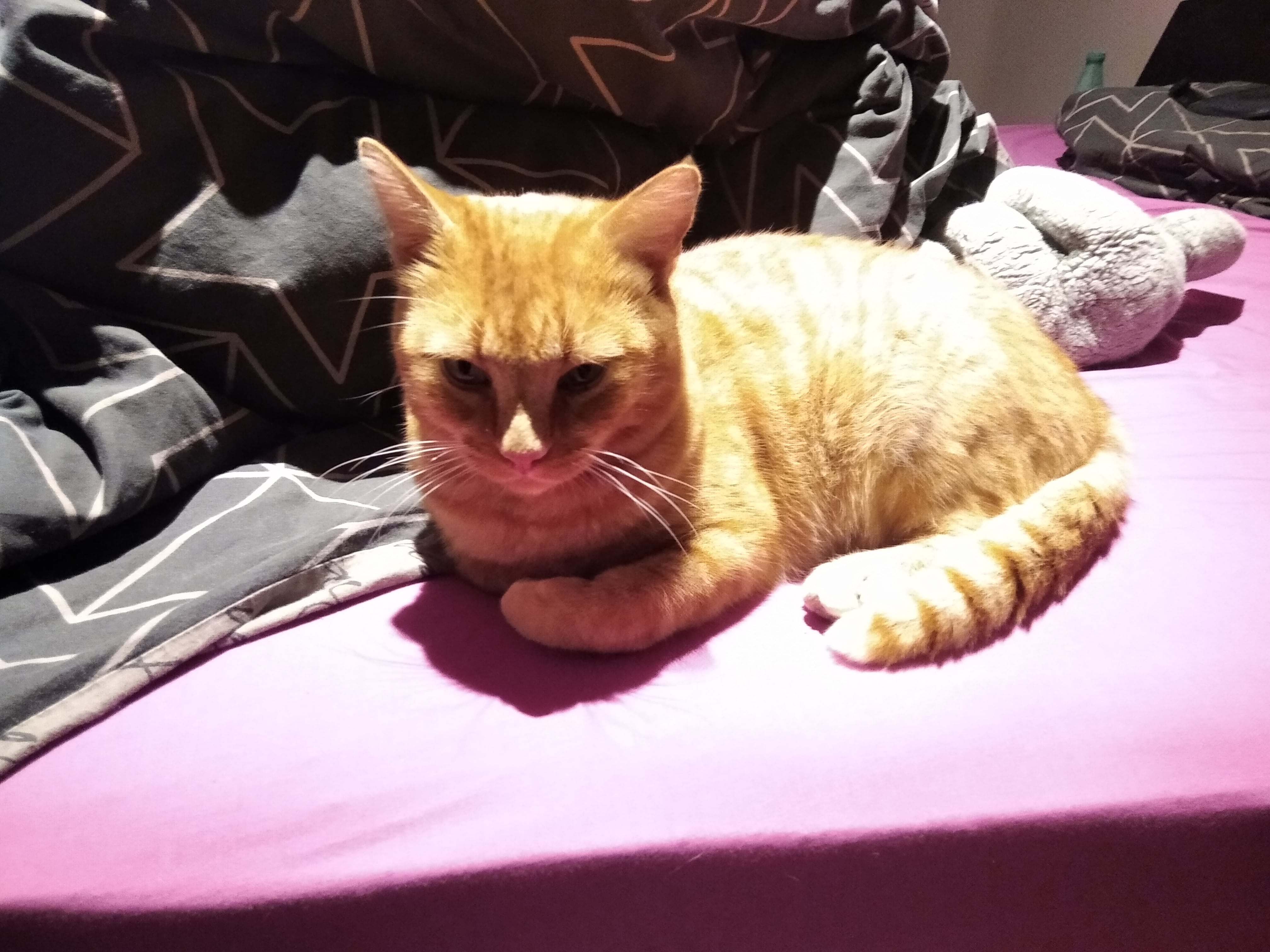 Chat roux