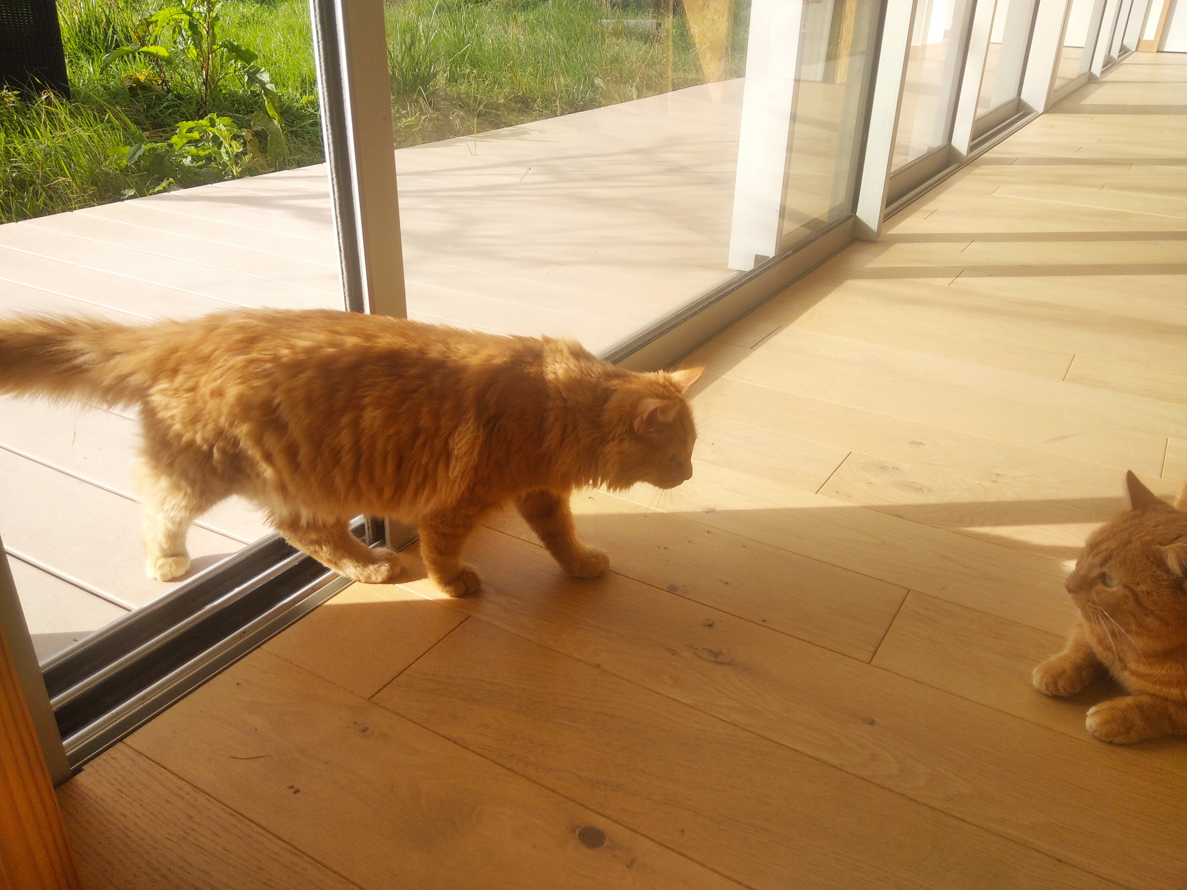 chat