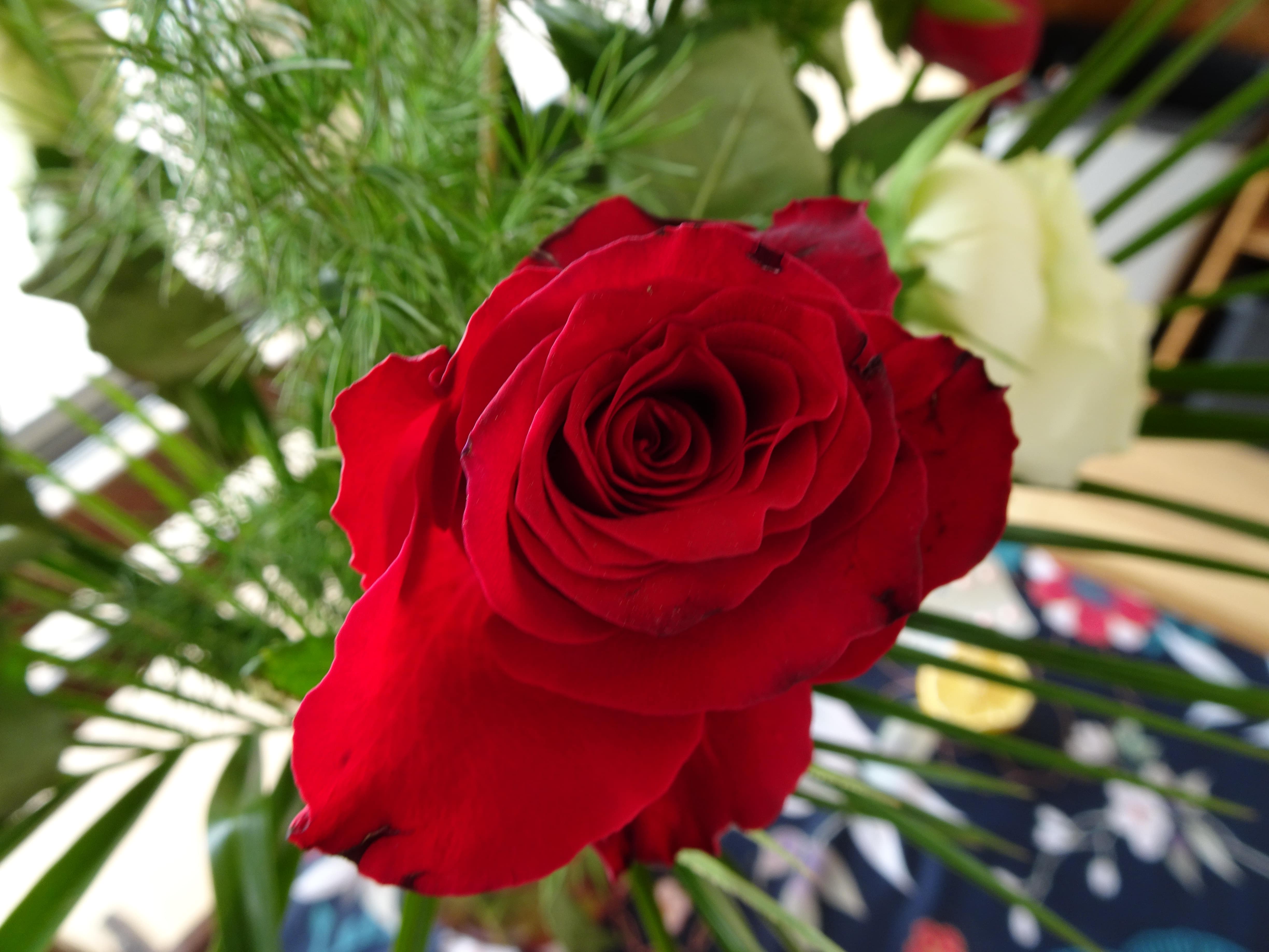 rose rouge