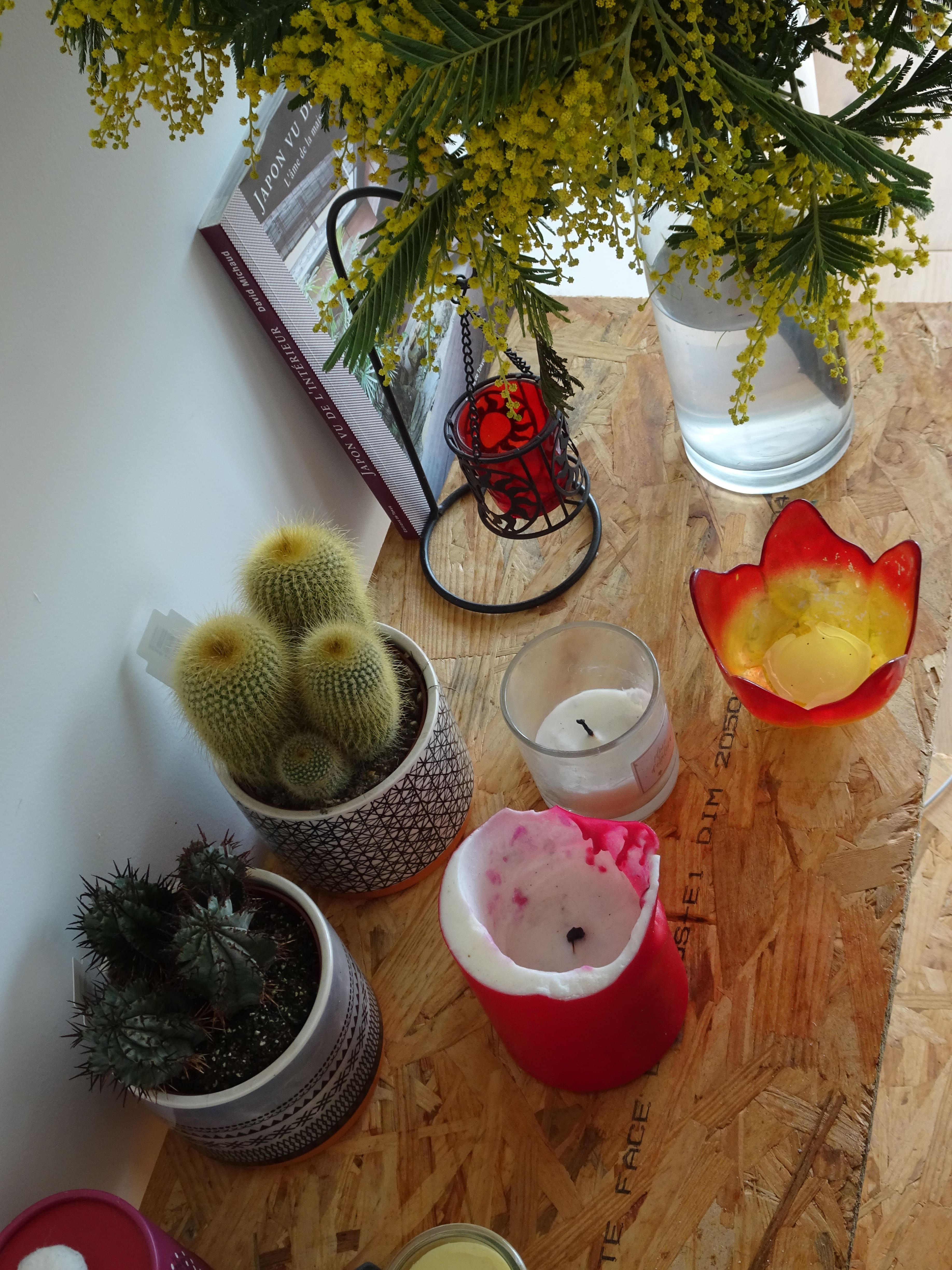 mimosa