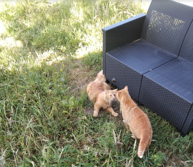 chats