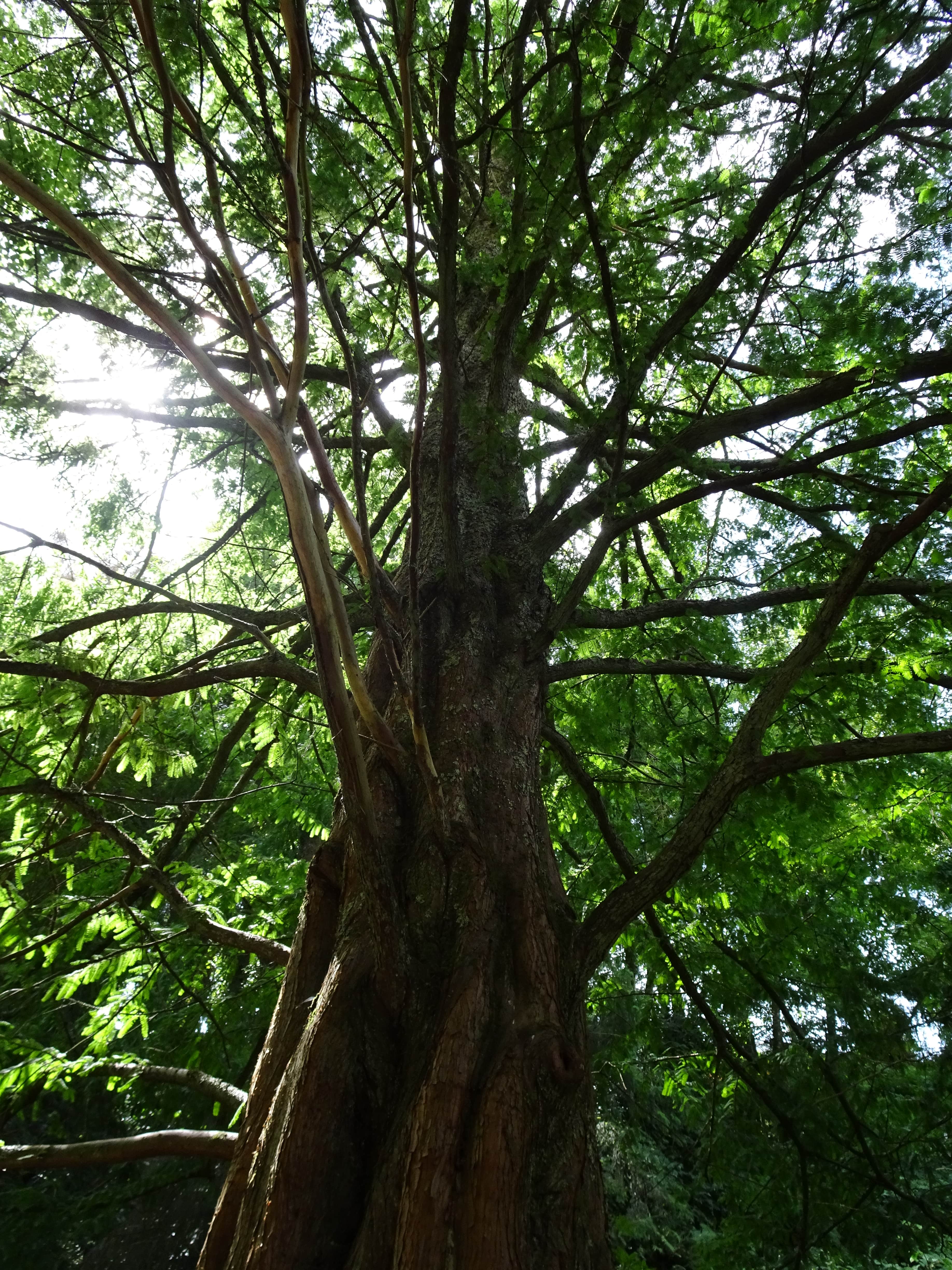 jardin botanique brest