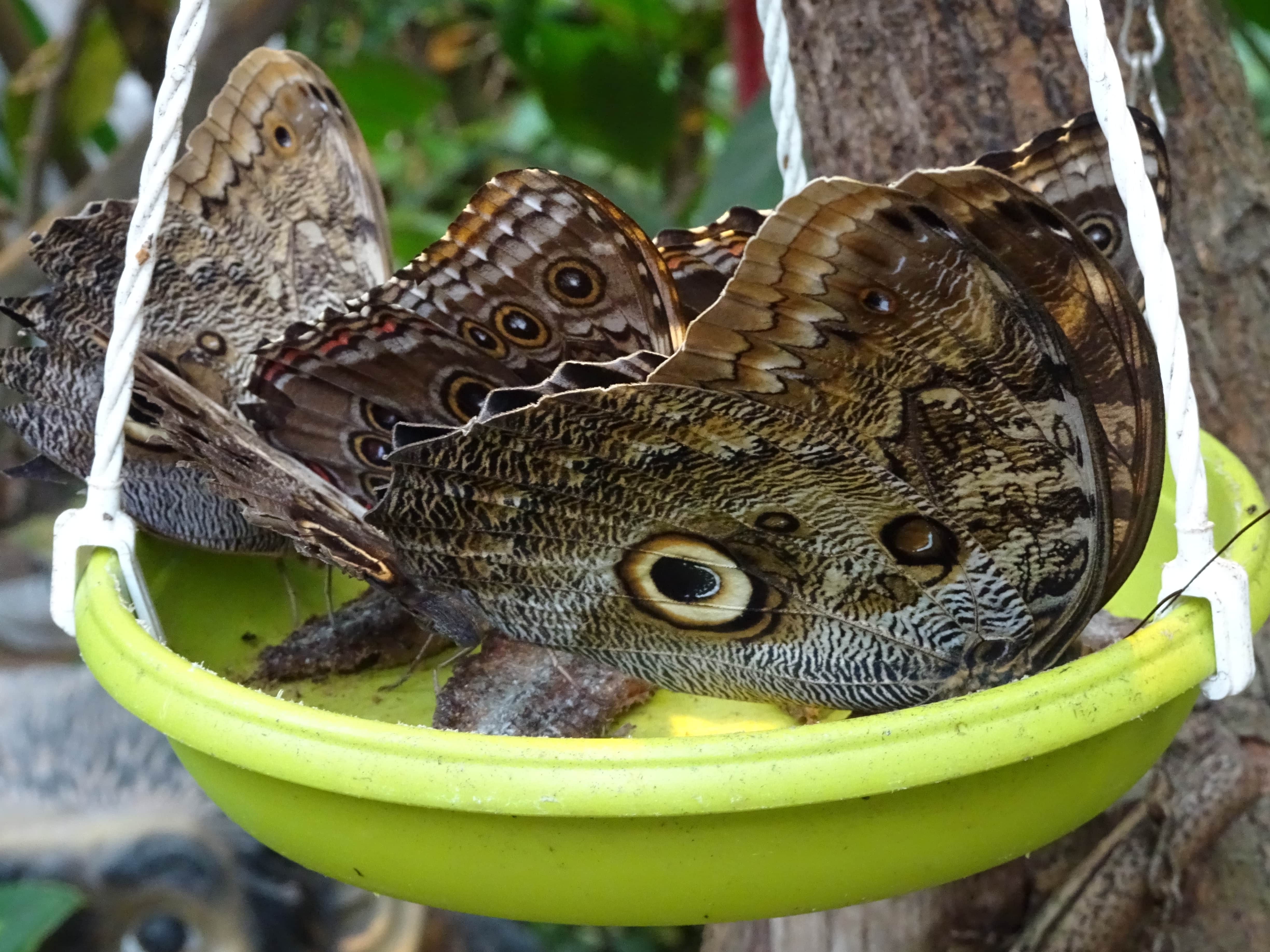 serre aux papillons