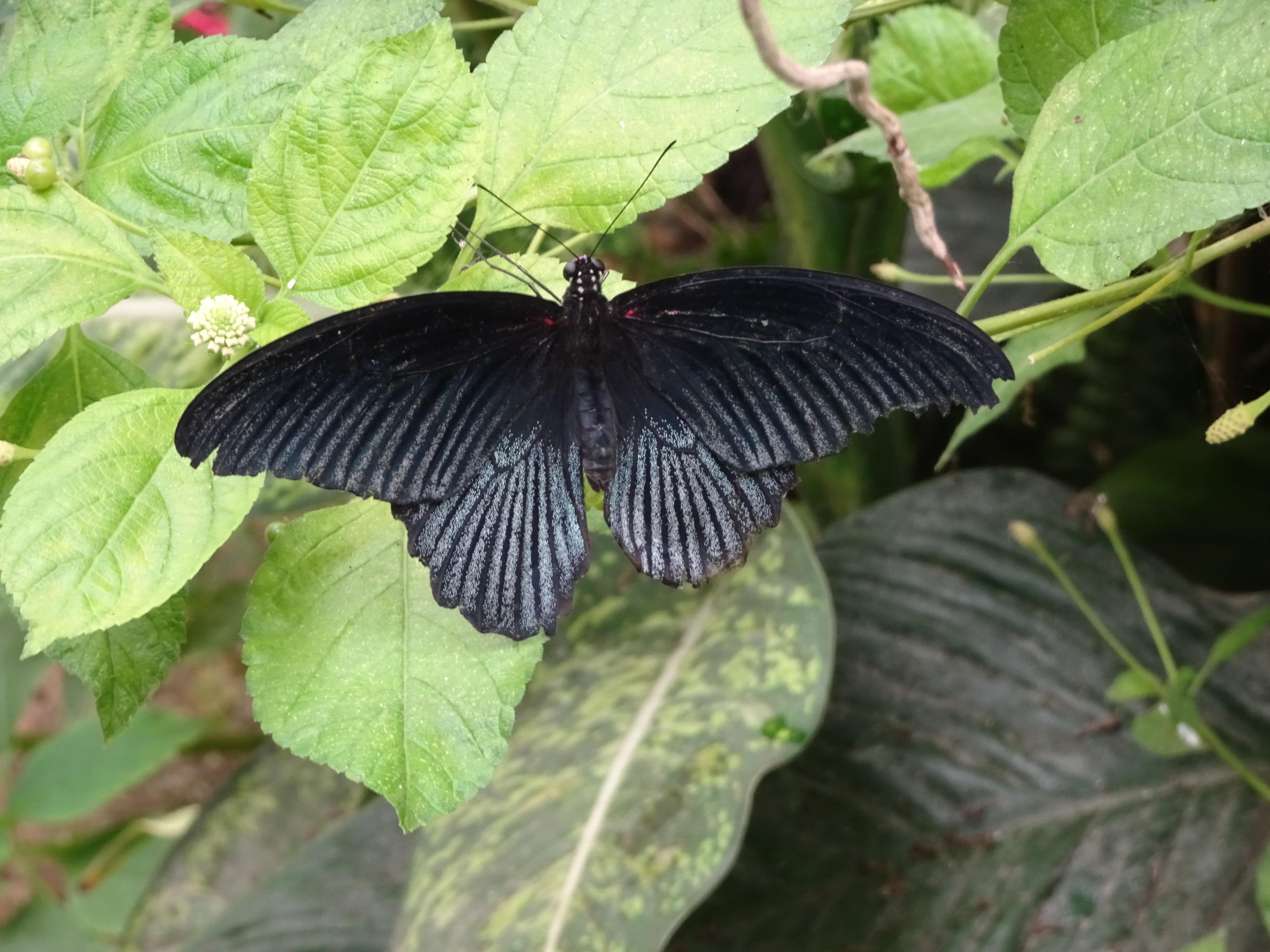serre aux papillons