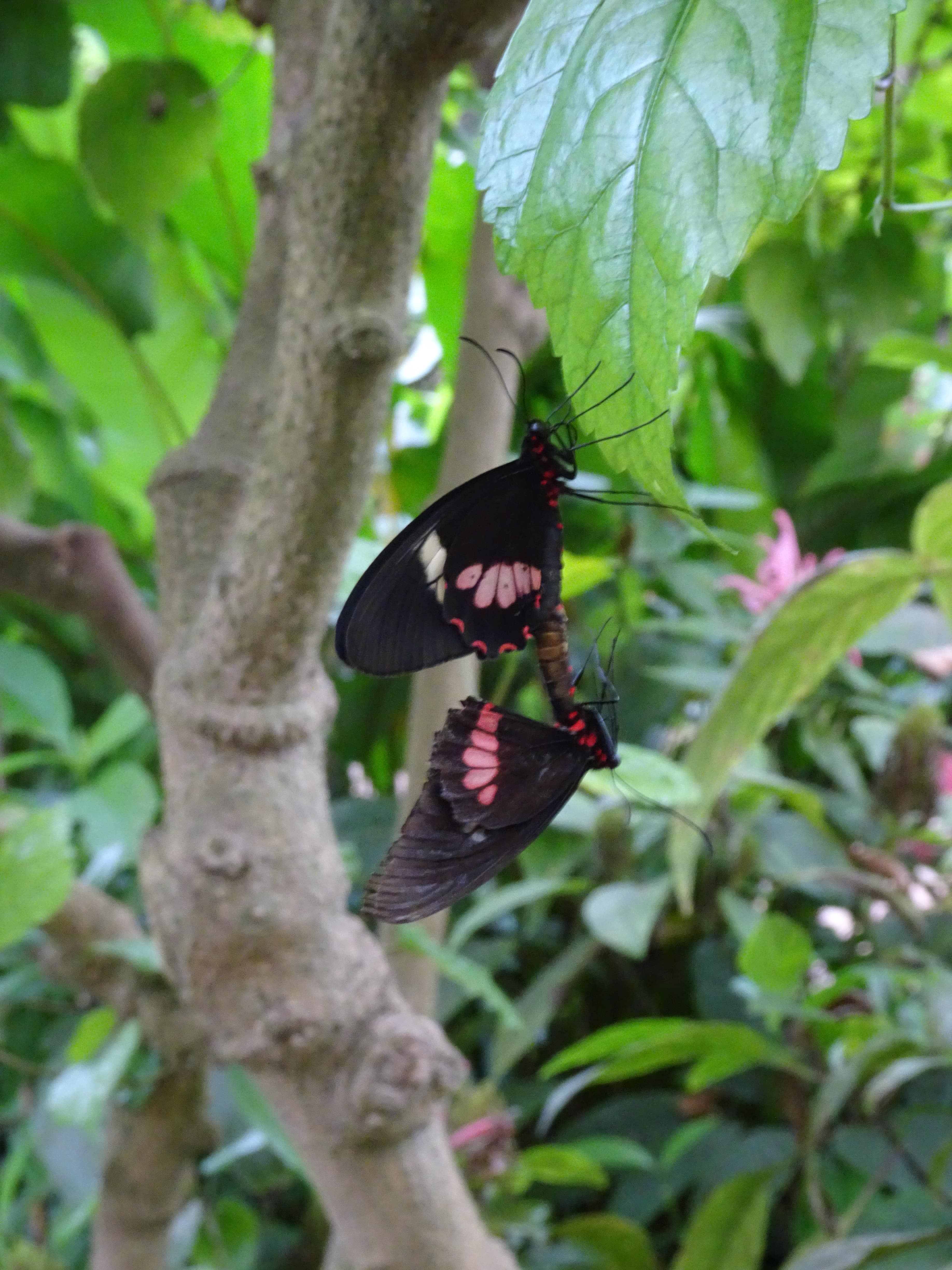 serre aux papillons