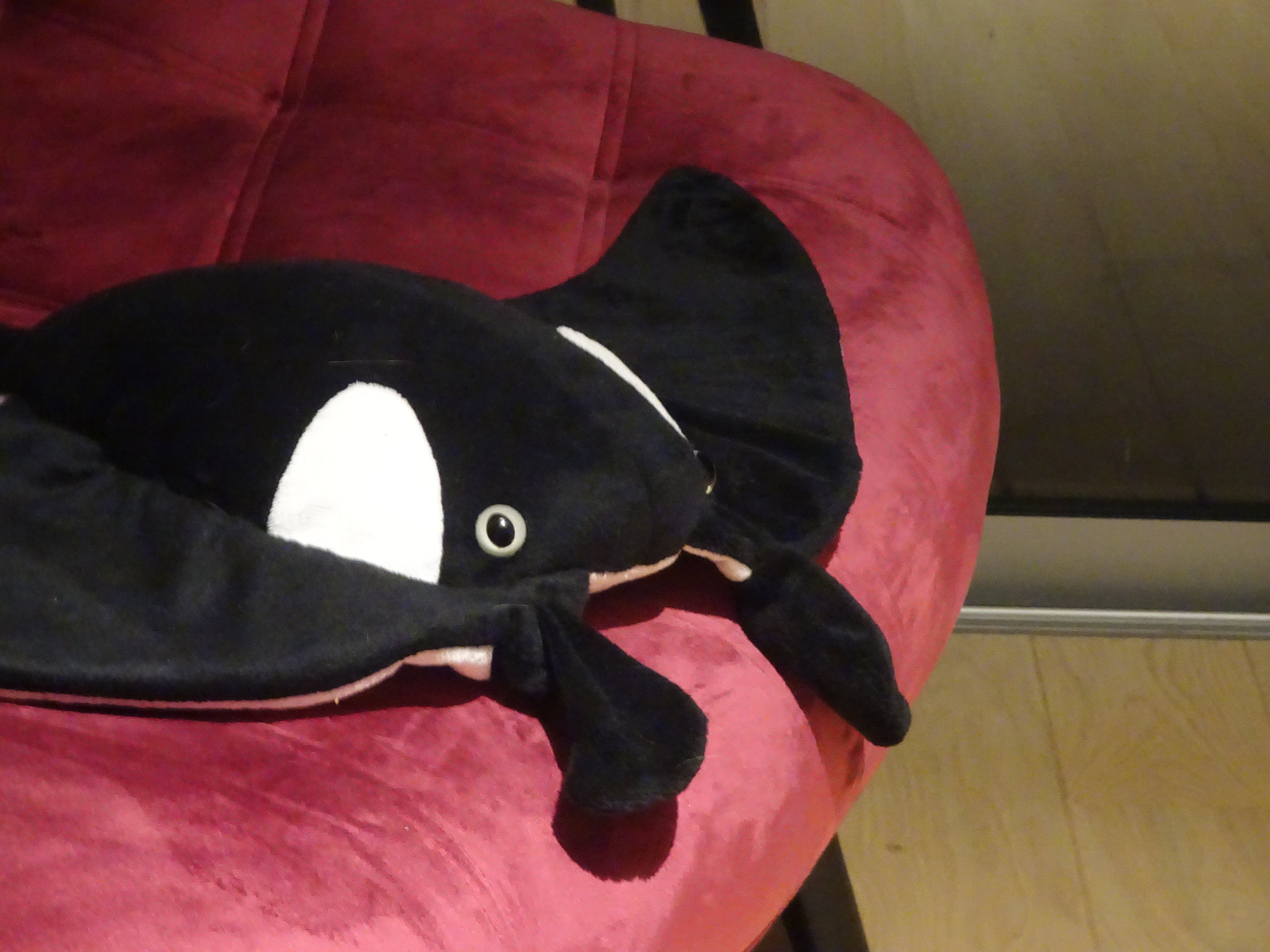 Flap-Flap la raie manta
