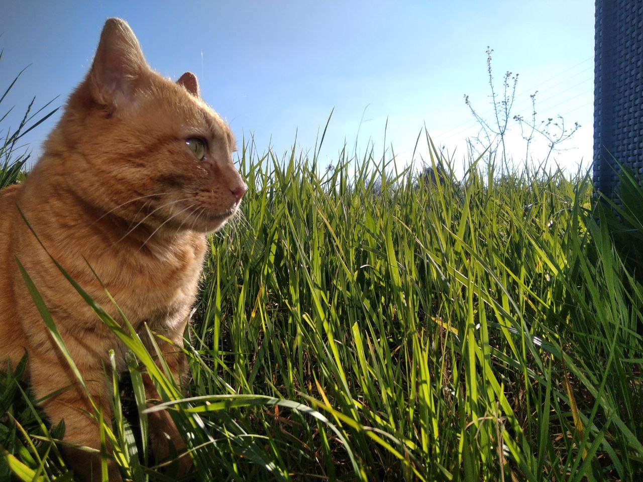 chat dans un jardin