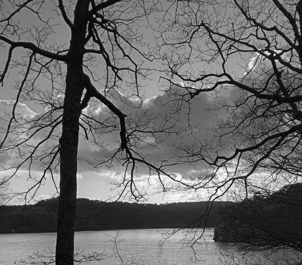 photo du lac de Guerlédan avec des branches d'arbres qui s'entrecroisent en premier plan