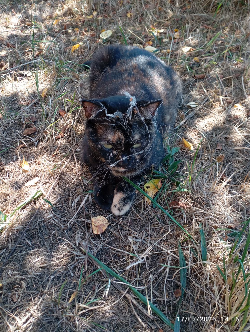 photo de mon chat couvert de toiles d'araignée